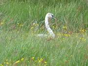 Durchs hohe Gras: Ein Schwan im Wiesenland nahe ckeritz.