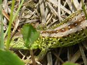 Selten geworden: Zauneidechse im Wiesenland bei ckeritz.