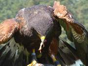 Konstant hungrig: Steppenadler bei der Ftterung.