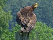 Besorgter Blick an den Himmel: Steppenadler entdeckt Seeadler.