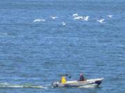 Schwne ber dem Achterwasser: Fischerboot am Loddiner Hft.