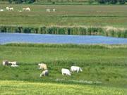 Grasen in zauberhafter Landschaft: Rinder auf dem Loddiner Hft.