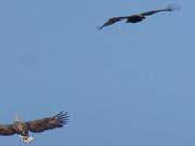 Es knnen auch beide verlieren: Luftkampf zweier Seeadler.