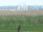 Naturpark Insel Usedom: Greifvogel und Zweimaster.