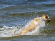 Hochkonzentriert: Badespa fr Hunde am Hundestrand von Zinnowitz.