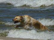 Apportieren: Ein Hund bringt das Stckchen aus der Ostsee zurck.