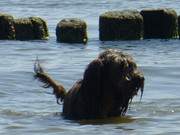 Wartet auf das nchste Spiel: Hund im Ostseewasser.