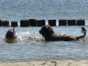 Wer ist zuerst nass: Angenehme Wassertemperatur der Ostsee.