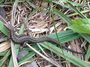 Auf der Suche nach Insekten: Bergeidechse im Schilf.