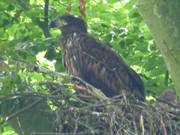 Naturpark Insel Usedom: Adlerhorst auf dem Peenemnder Haken.