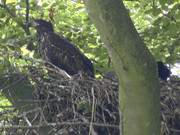 Vogelbeobachtungen auf Usedom: Adlerhorst im Norden der Insel.