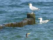 Nahrungskonkurrenten: Mwen und Kormoran bei Zempin.