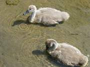 Im Spiel begriffen: Schwanenkinder am Klpinsee.