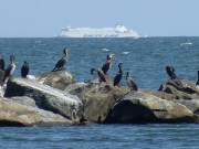 Maritime Szene: Fhre und Kormorane auf der Ostsee.