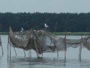 An der (Fisch-) Quelle: Mwen auf einer Reuse im Peenestrom.