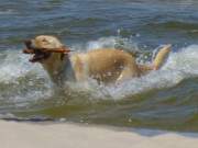 Stöckchen gefunden: Hund stürmt aus den Wellen.