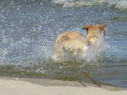 Ostseestrand von Zinnowitz: Hund stürzt sich ins Wasser.