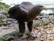 Zu Tisch: Seeadler beim Zerlegen der "Beute".