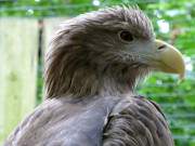 Immer aufmerksam: Seeadler im Rostocker Zoo.