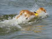 Mit Begeisterung in die Ostsee: Badender Hund bei Zempin.