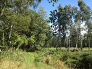 Naturpark Insel Usedom: Wanderweg um das Zerninmoor.