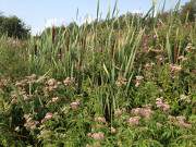 Das Usedomer Thurbruch: Interessantes Biotop im Hinterland.