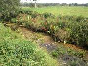 Biodiversitt: Pflanzenvielfalt an einem Meliorationsgraben im Thurbruch.