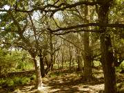 "Drauenhorst": Europischer Urwald auf dem Peenemnder Haken.