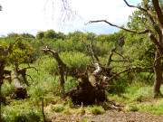 Entstehen und Vergehen: Europischer Urwald im "Drauenhorst".