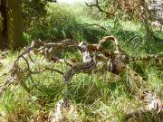 Baumrest im Urwald: Unberhrtes Gebiet im "Drauenhorst".