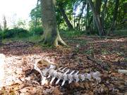 Skelett: Abgenagte Wildreste im Urwald des "Drauenhorstes".