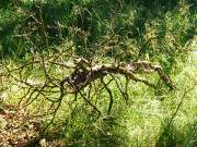 "Fabelwesen" auf dem Peenemnder Haken: Totholz im Urwald.