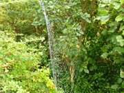 Tautropfen: Spinnennetze im Garten der Steinbock-Ferienwohnungen.