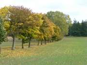 Zwischen ckeritz und Stagnie: Allee am Feld.