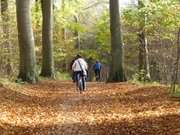 Mit dem Fahrrad durch den Herbstwald: Radfahrer bei Ückeritz.