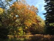 Letzte Farbenpracht: Herbstlaub in der Mellenthiner Heide.
