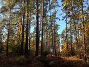 Herbstwanderung auf Usedom: Wanderweg durch die Mellenthiner Heide.