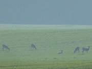 Hungrig: Rehe auf einem Acker bei Benz im Hinterland.