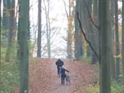 Kstenradweg: Radfahrer im Novemberwald bei ckeritz.