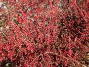 Herbstfarben im Winter: Cotoneaster-Hecke an den Steinbock-Ferienwohnungen.