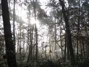 Inselmitte Usedoms: Wald am Wockninsee bei ckeritz.