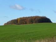 Wintergetreide: Acker und Baumgruppe bei Welzin nahe Usedom.