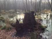 Mmmelkensee Richtung Ostseestrand: Sumpfgebiet am Langen Berg.