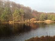 Naturpark Insel Usedom: Nordufer des Mmmelkensees.