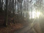 Tiefstehende Dezembersonne: Weg am Mmmelkensee bei Bansin.