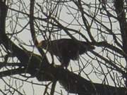 Konzentrierter Blick nach vorn: Seeadler in Lauerstellung.