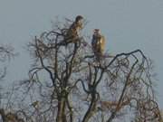 Schwtzchen auf dem Baum: Seeadlerpaar im Zerninmoor.