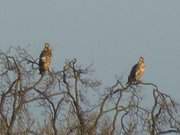 Seeadler im Zerninmoor: Argwhnische Beobachtung des Beobachters.