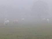 Rinderherde: Nebel ber der Inselmitte von Usedom.