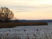 Kormorane auf der Melle: Kurzer Weihnachtstag auf Usedom.